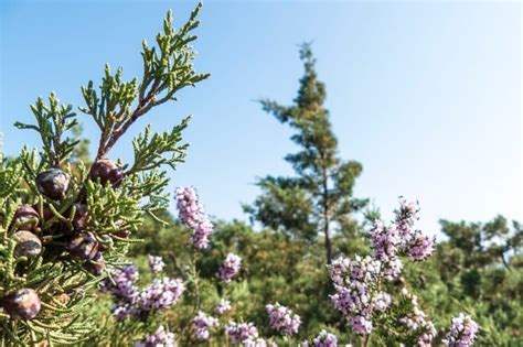 Juniper Tree Meaning & Symbolism (Eternal Youth or Revenge?)