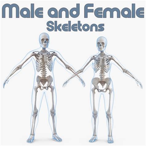 Male Anatomy Diagram Vs Female Male Vs Female Skeleton Human | Images ...