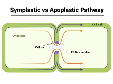 Analyzing the Role of Plasmodesmata in Cell-cell Communication in ...