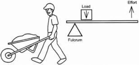 Examples of a Second-Class Lever | Download Scientific Diagram