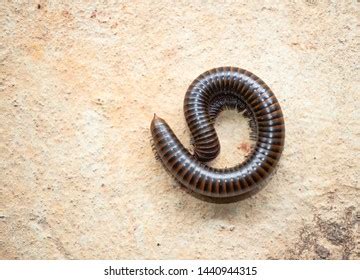 86 Vegetable eating millipedes Images, Stock Photos & Vectors | Shutterstock