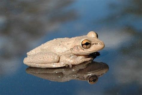 Do I have an albino frog living on my lake? - Cottage Life