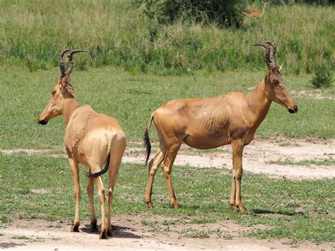 The Online Zoo - Hartebeest