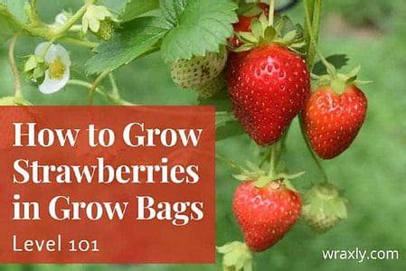 How to Grow Strawberries in Grow Bags (Level 101) - Wraxly