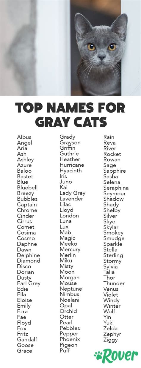 We've rounded up the top names for Gray cats and kittens! Kitten Names Girl, Grey Cat Names ...