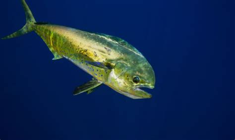 Dolphin Fish (Mahi-Mahi) Facts