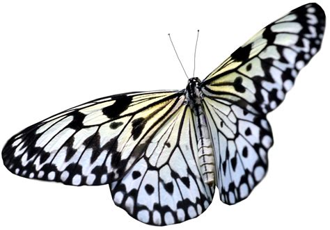 Large White PNG Transparent Butterfly Clipart | Gallery Yopriceville - High-Quality Images and ...