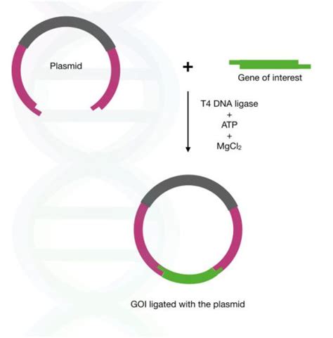 What Is DNA Ligase? And How T4 DNA Ligase Works?