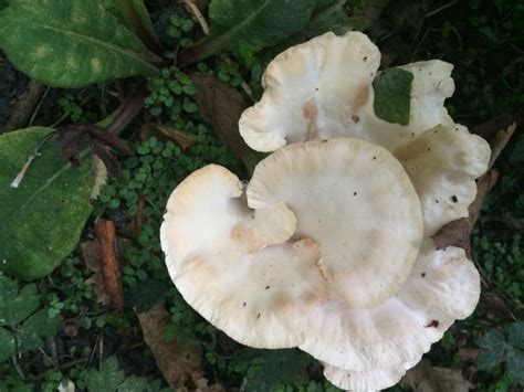 Tree fungus identification — BBC Gardeners' World Magazine