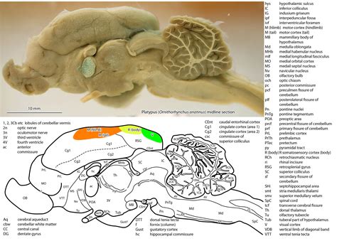 Platypus brain — Comparative Brain Anatomy