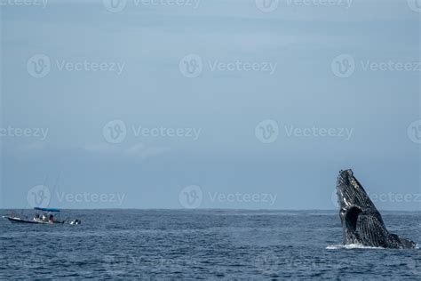 humpback whale breaching 17425837 Stock Photo at Vecteezy