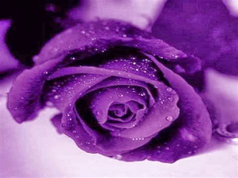 Purple Rose Wallpapers - WallpaperSafari