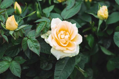 Miniature Roses: Plant Care & Growing Guide