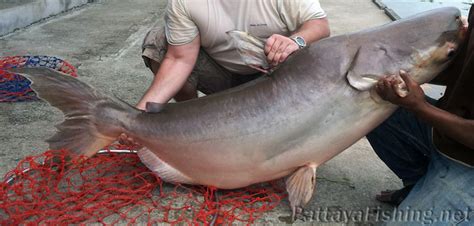 Pattaya Fishing Park - Pattaya Fishing