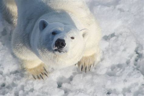 Here's looking at you! Antarctica Cruise, Polar Bears, Galapagos ...