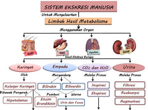 MATERI - Sistem Ekskresi pada Manusia