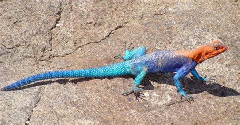 Rainbow Lizard: What’s the Most Colorful Lizard in the World? - IMP WORLD