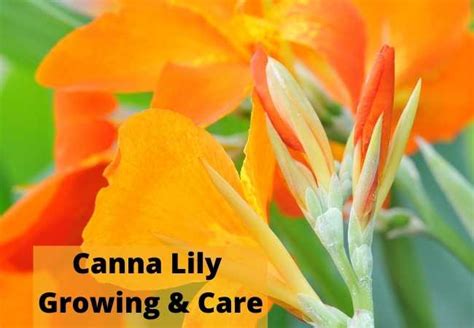 Canna Lily Growing And Care | Flowersandflowerthings