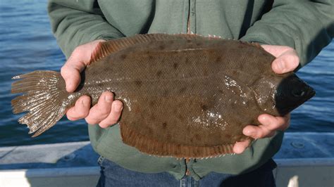 Flounder Fishing Tips & Techniques Guaranteed To Help in 2024