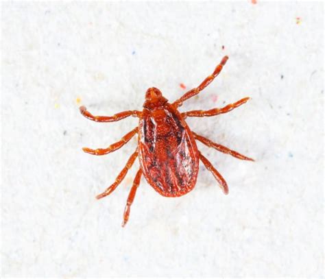 Brown Dog Tick: 5 Dangers for Dogs | Great Pet Care