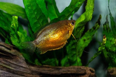 11 Popular & Colorful Gourami Fish Types (with Setup & Care)