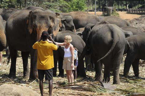 Elephant Orphanage In Sri Lanka Isn’t Actually A Sanctuary At All - The ...