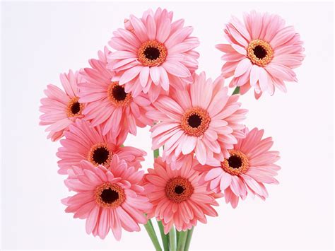 Flowers & Planets: pink flowers wallpaper