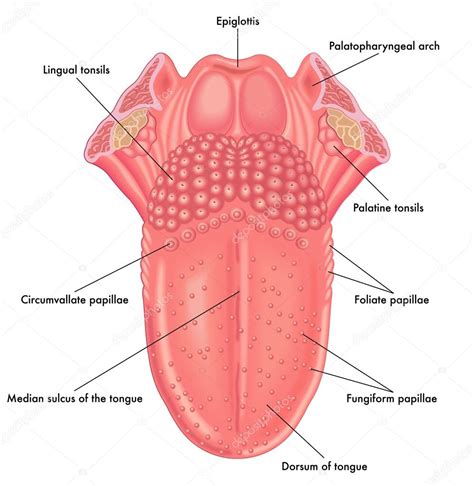 Human Tongue Anatomy