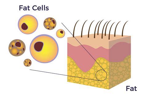 Why Adipose Tissue? - AMBROSE Cell Therapy