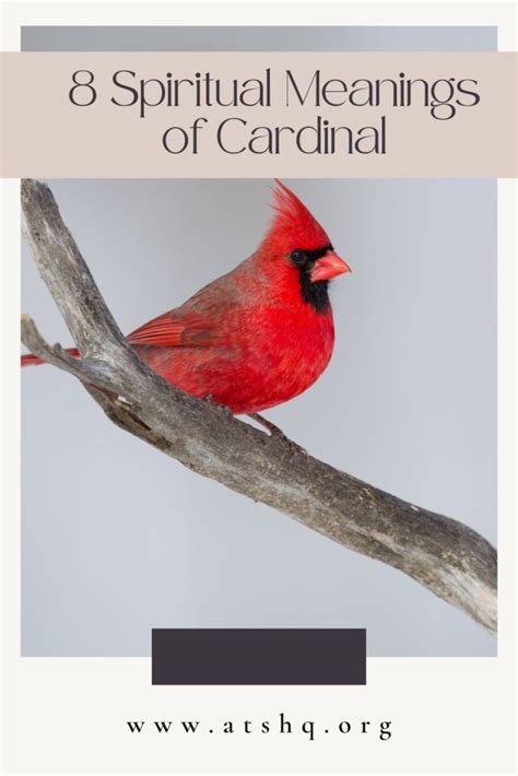 Cardinal Symbolism: 8 Spiritual Meanings of Cardinal