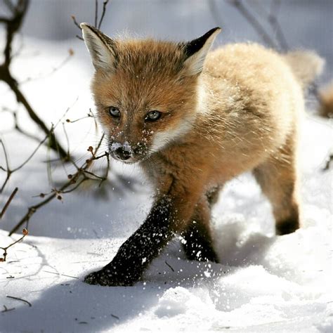 This one is on a great mission : r/foxes