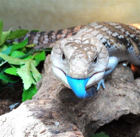 48 best Blue Tongue Skink Tattoo images on Pinterest | Lizard tattoo, Lizards and Tattoo designs