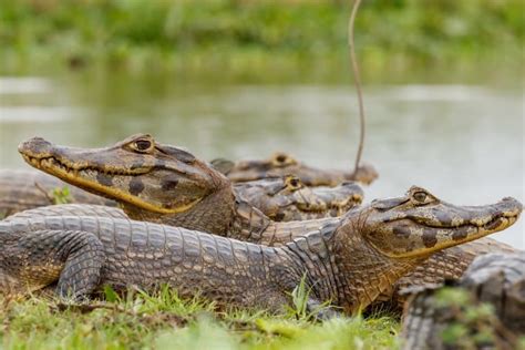 15 Jaw-Dropping Caiman Facts - Fact Animal