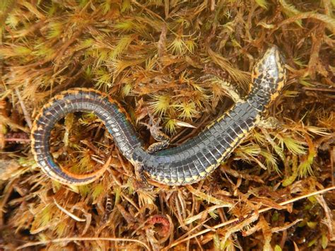 New species of lizard discovered in Peru national park