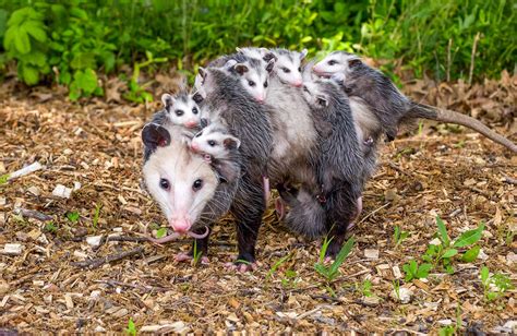 Opossums (U.S. National Park Service)