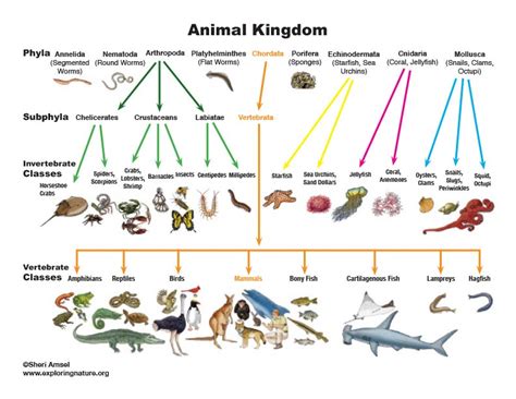 Animal Kingdom Classification Chart