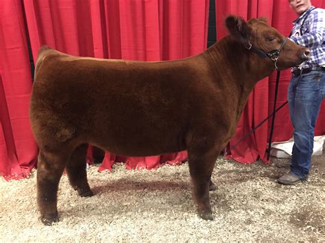 Maine Anjou Steers | Nebraska Cattleman’s Classic | Matt Lautner Cattle