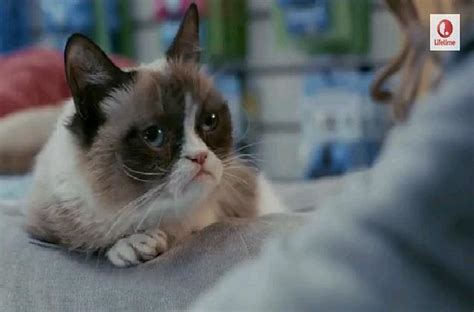 Trailer for Grumpy Cat Movie [VIDEO]