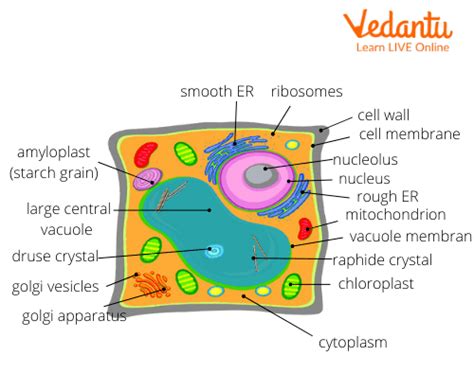 Function and Structure of Ribosomes: Learn Definition, Facts & Examples