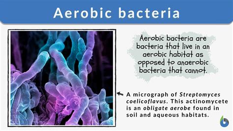 Anaerobic Vs Aerobic Bacteria