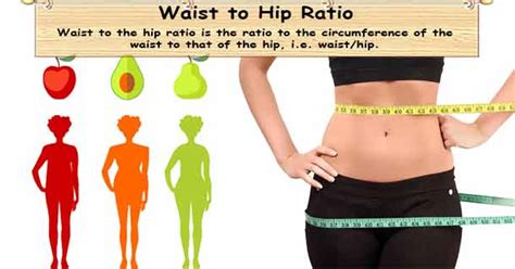 Waist to Hip Ratio Calculator | Waist/Hip Calculator