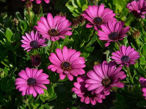 How to Grow and Care for African Daisies - TopBackyards