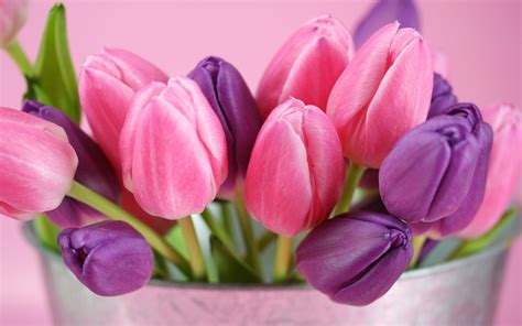 Pink and purple tulips flowers Wallpaper | 1680x1050 resolution wallpaper download | Best ...