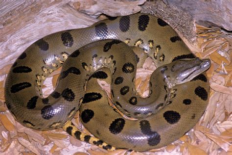 Green anaconda | Characteristics, Habitat, Diet, Reproduction, & Facts ...