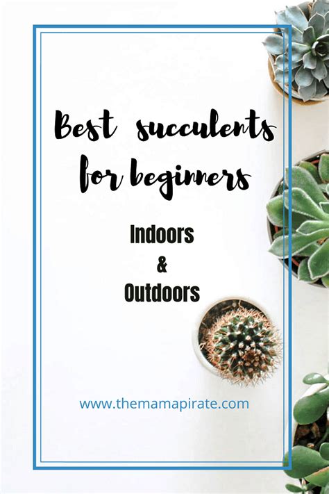 17 Best Succulents for Beginners [Indoors and Outdoors]