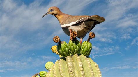 Know Your Doves - North American Outdoors