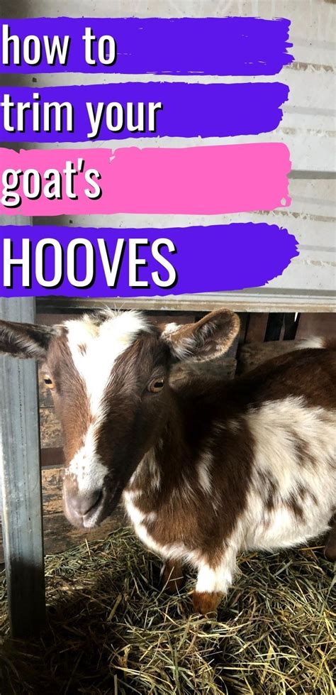 How to Start Trimming Goat Hooves: Foot Care 101 | Goats, Hooves, Goat care