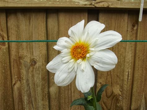 Australian Dahlias and Tubers: Varieties of Stunning White Dahlias