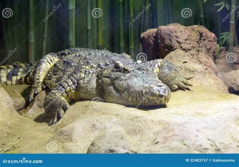 Russia. Moscow Zoo. Crocodile. Stock Image - Image: 32483757