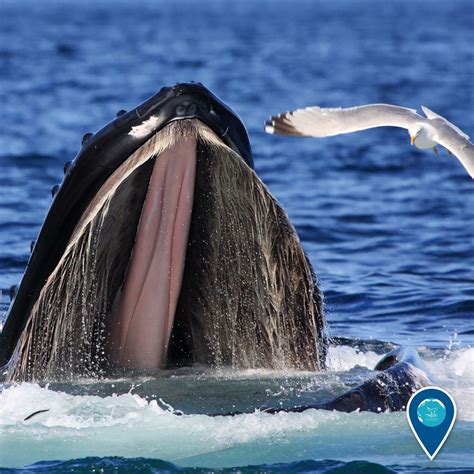 From spring to fall, Stellwagen Bank National Marine Sanctuary is an important feeding ground ...